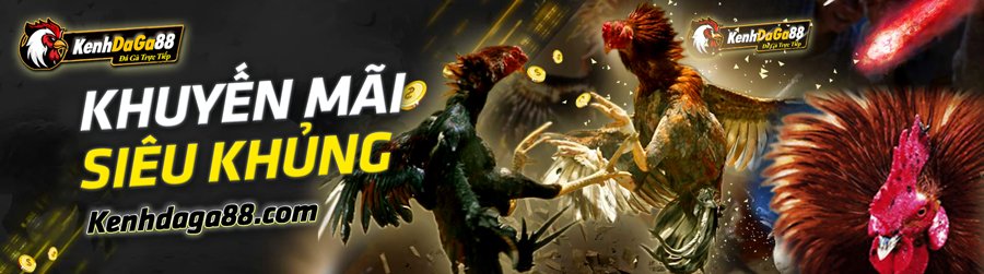 Đá Gà tại BJ88 & DAGA88
