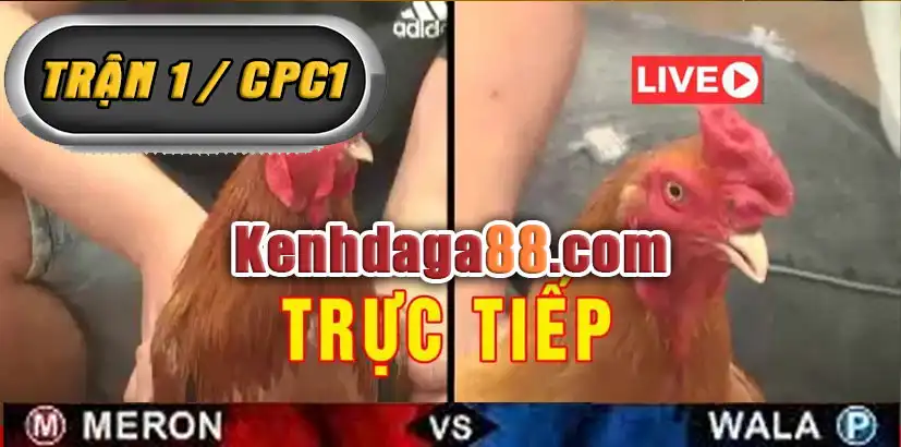 Live Trực Tiếp Đá Gà Thomo CPC DAGA88 [BJ88]