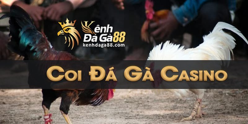 Coi Đá Gà Casino DAGA88 [BJ88]