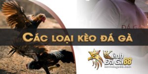 Các loại kèo đá gà DAGA88 [BJ88]