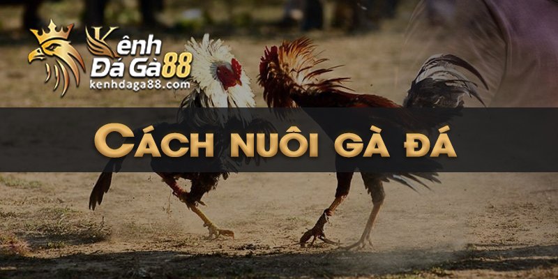 Cách nuôi gà đá DAGA88 [BJ88]