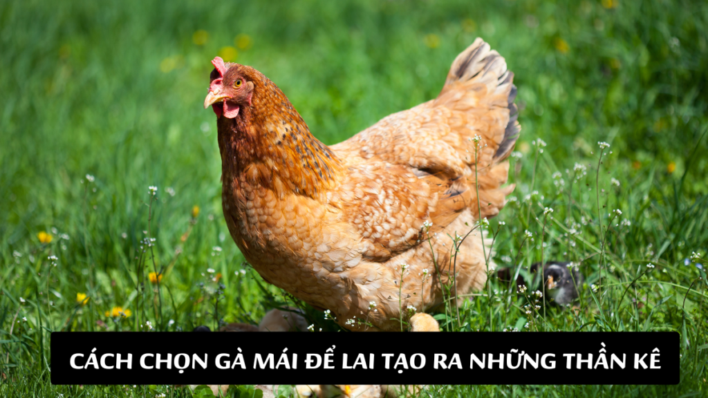 Bật Mí Cách Chọn Gà Mái Để Lai Tạo Ra Những Thần Kê DAGA88 [BJ88]