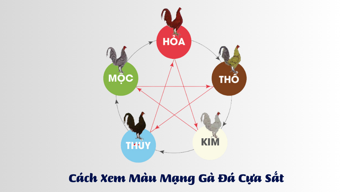 Cách Xem Màu Mạng Gà Đá Cựa Sắt DAGA88 [BJ88]