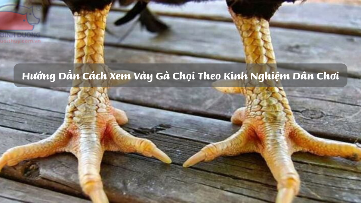 Hướng Dẫn Cách Xem Vảy Gà Chọi Theo Kinh Nghiệm Dân Chơi DAGA88 [BJ88]