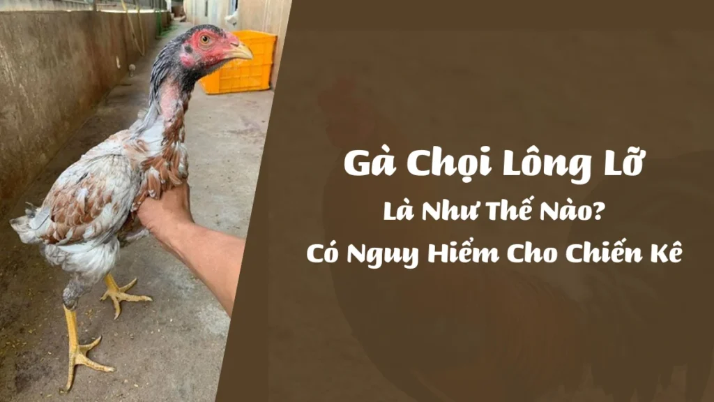 Gà Chọi Lông Lỡ Là Như Thế Nào? Có Nguy Hiểm Cho Chiến Kê DAGA88 [BJ88]