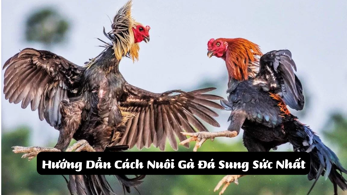 Hướng Dẫn Cách Nuôi Gà Đá Sung Sức Nhất DAGA88 [BJ88]