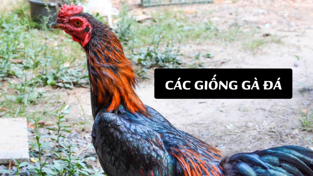 Các Giống Gà Đá