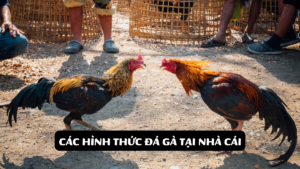 Các Hình Thức Đá Gà Tại Nhà Cái