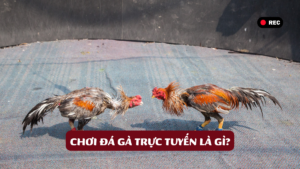 Chơi Đá Gà Trực Tuyến Là Gì?