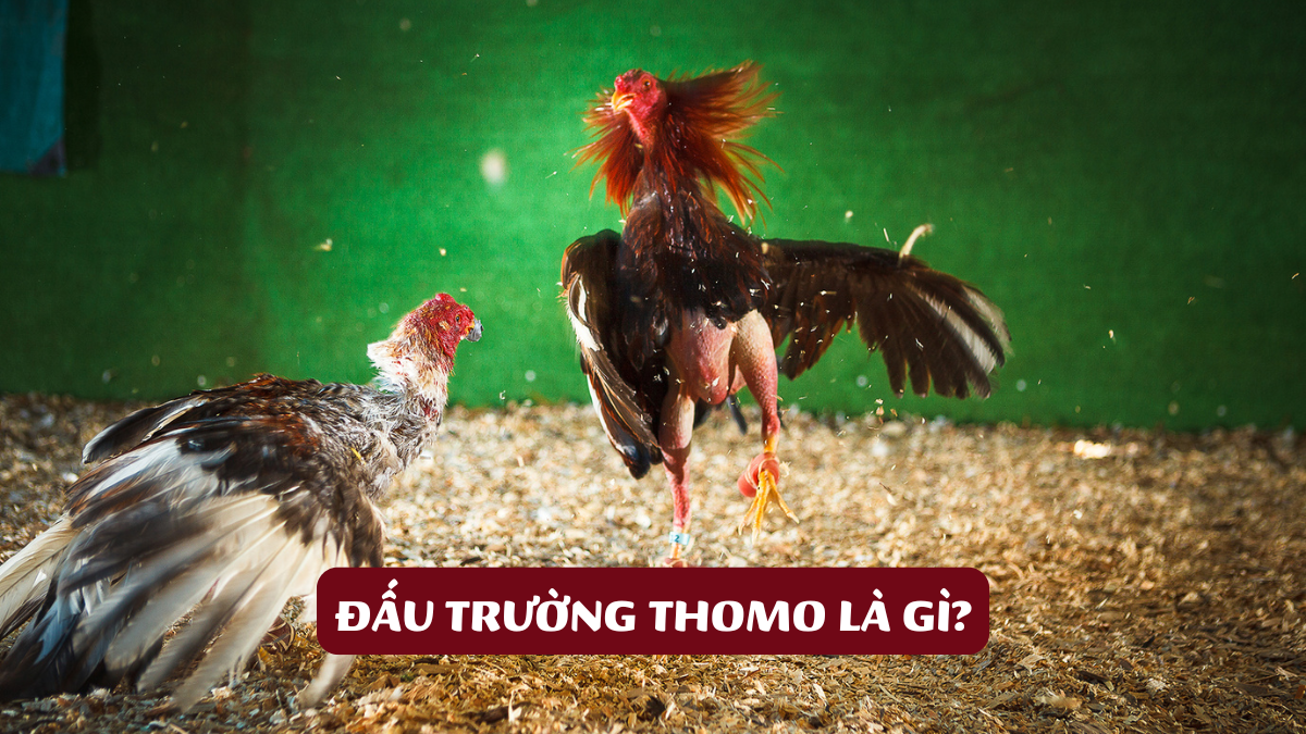 Đấu Trường Thomo Là Gì?