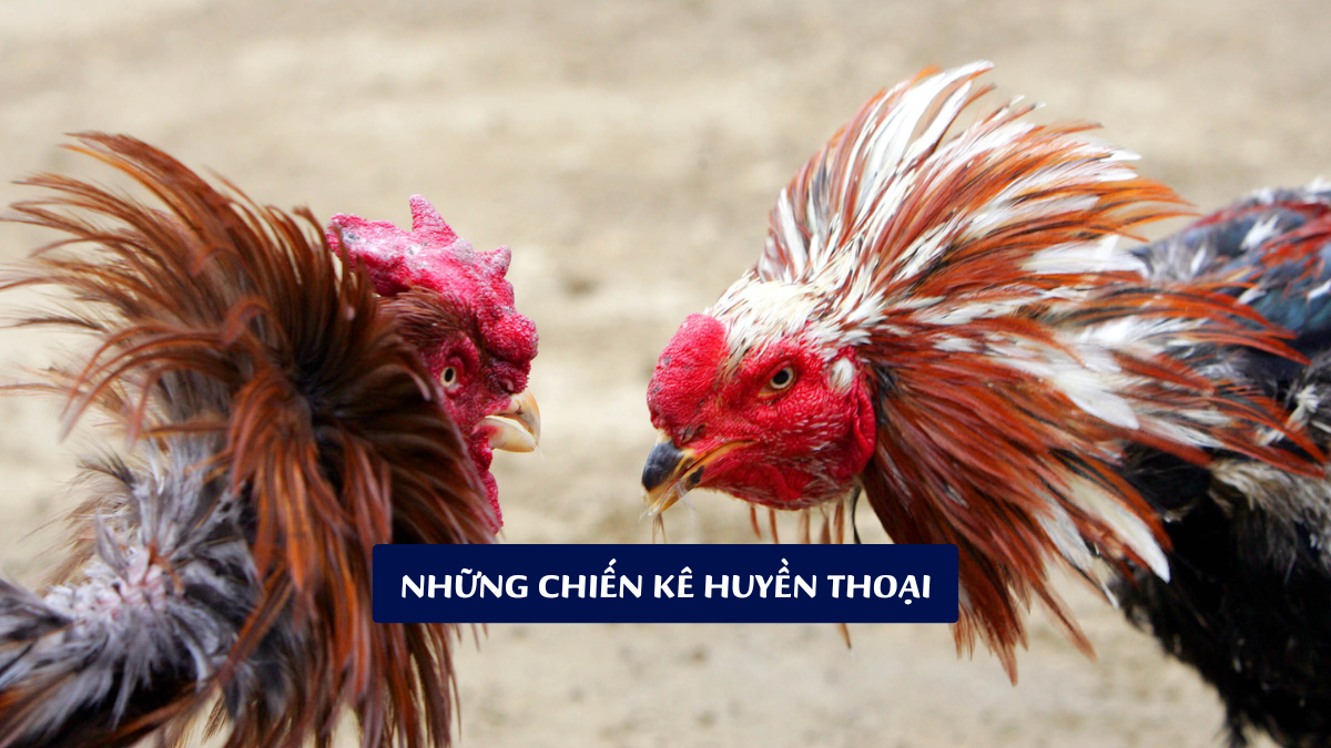 Những Chiến Kê Huyền Thoại