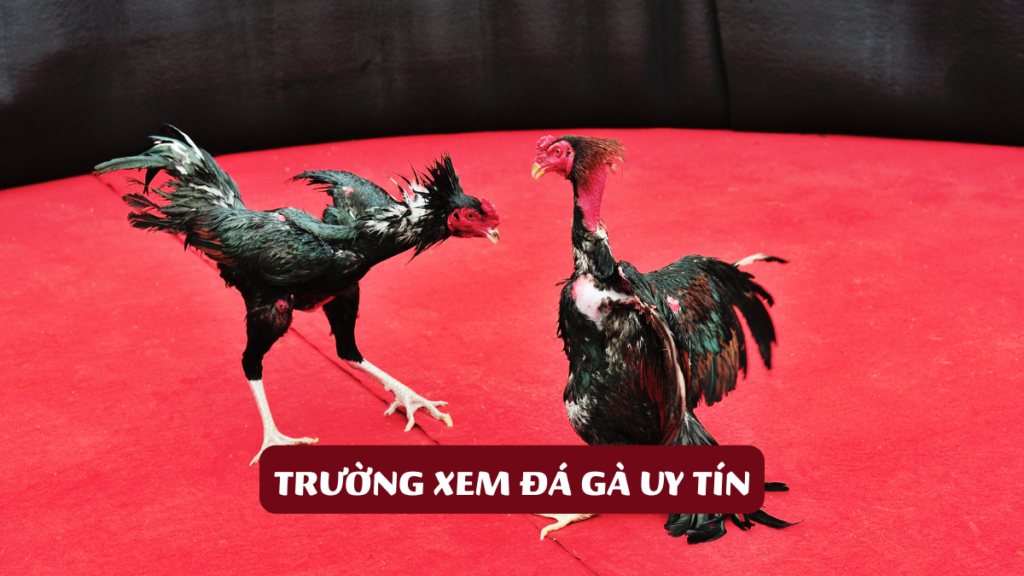 Trường Xem Đá Gà Uy Tín