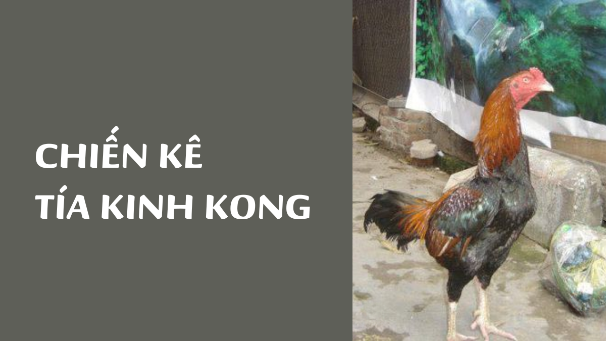 Chiến Kê Tía Kinh Kong