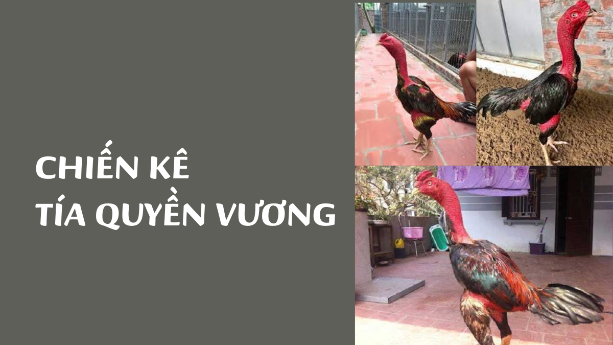 Chiến Kê Tía Quyền Vương