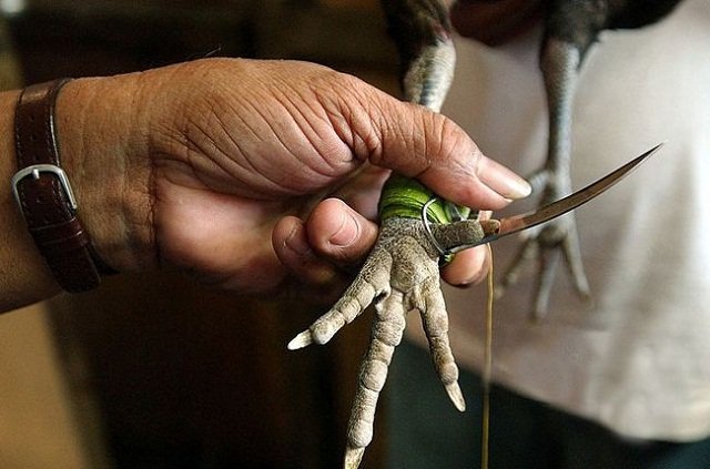 Đá Gà Cựa Dao Là Gì?