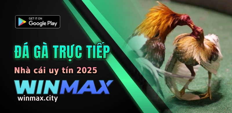Đá Gà trực tiếp - winmax _ vmax ga888